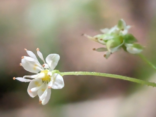 Marshall's saxifrage (Micranthes marshallii)