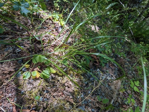 Image of Micranthes marshallii by (c) Ken-ichi Ueda, some rights reserved (CC BY)