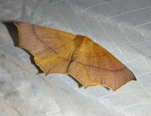 Elegant Thorn photo 5