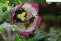 Vespula rufa