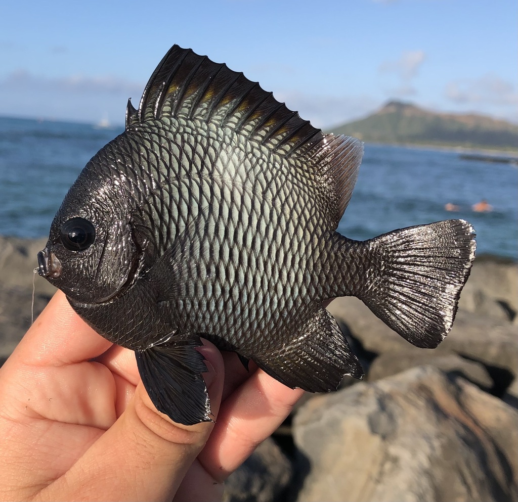 Hawaiian dascyllus (Dascyllus albisella) — Pomacentridae