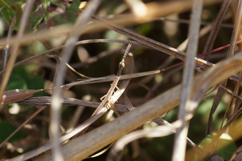 Spectriforma