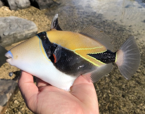 Wedgetail Triggerfish