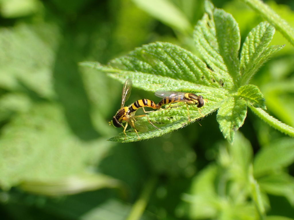 ミナミヒメヒラタアブのペア