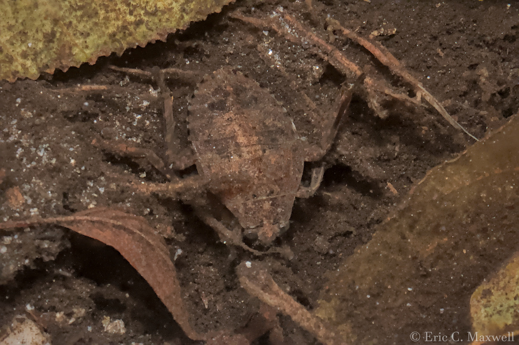 Abedus indentatus in December 2014 by Eric C. Maxwell · iNaturalist