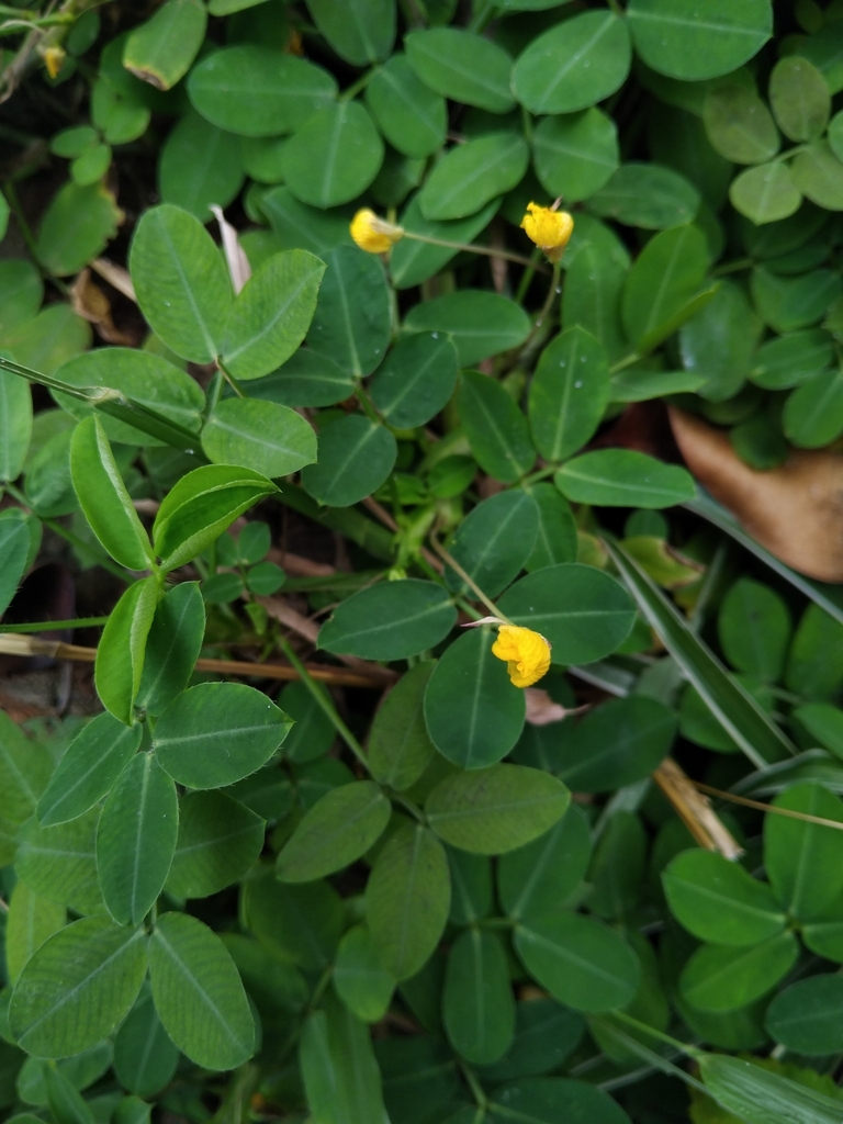 Arachis pintoi, JRJG+2FW, Pondok Cina, Kecamatan Beji, Kota Depok, Jawa Barat 16425, Indonesia