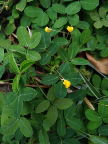 Arachis pintoi
