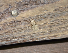 Semioscopis packardella