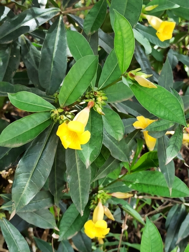 Allamanda schottii