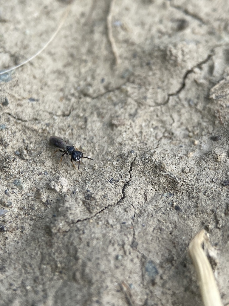Minute Black Wasp
