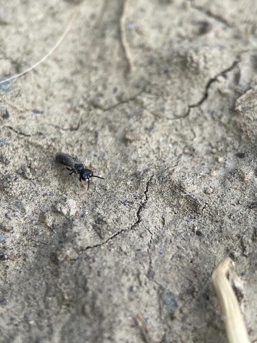 Minute Black Wasp