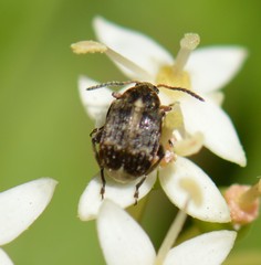 Bruchus rufimanus