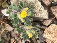 Acmispon brachycarpus