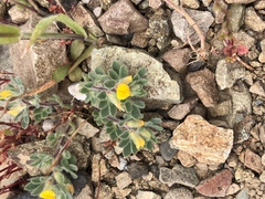 Acmispon brachycarpus