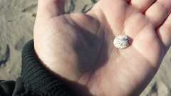 Testudinalia testudinalis