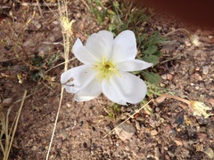 Oenothera albicaulis
