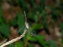 Nannophlebia eludens