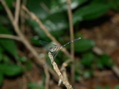 Nannophlebia eludens