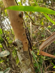 Stenocatantops mistshenkoi