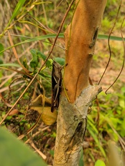 Stenocatantops mistshenkoi