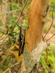 Stenocatantops mistshenkoi