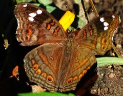Junonia natalica