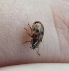 Chrysomela mainensis