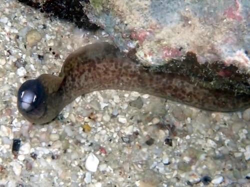 Freckled moray (Gymnothorax thyrsoideus) — Muraenidae — 5