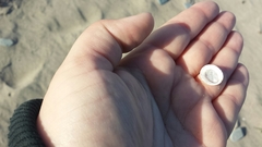 Testudinalia testudinalis