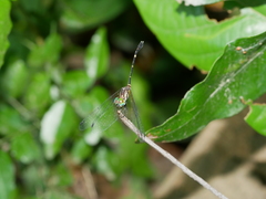 Nannophlebia eludens