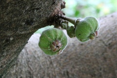 Ficus auriculata