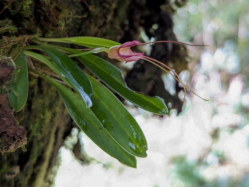 Masdevallia draconis