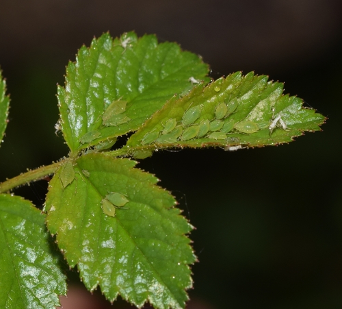 Pulgão das roseiras