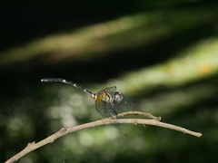 Nannophlebia eludens