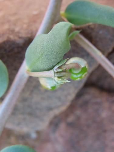 Kalahari Butterweed (Talinum arnotii)