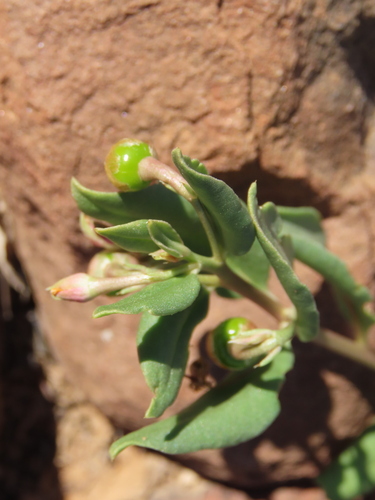 Talinum arnotii