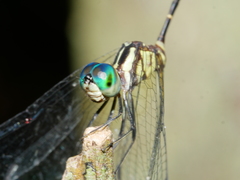 Nannophlebia eludens