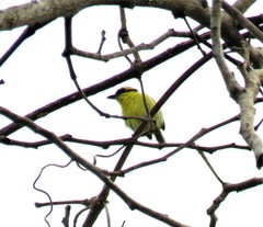 Todirostrum chrysocrotaphum