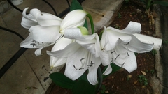 Crinum jagus