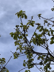 Quercus × undulata