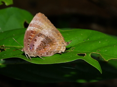 Arhopala micale