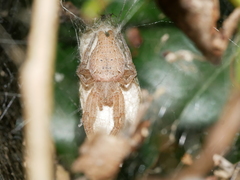 Cyrtophora exanthematica