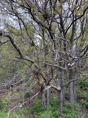 Quercus × undulata