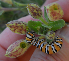 Eupseudomorpha brillians