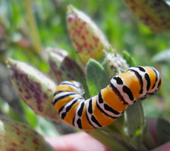 Eupseudomorpha brillians