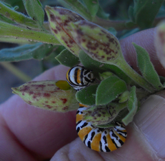Eupseudomorpha brillians