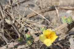 Pereskiopsis diguetii