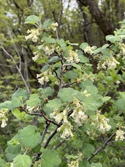 Ribes mescalerium