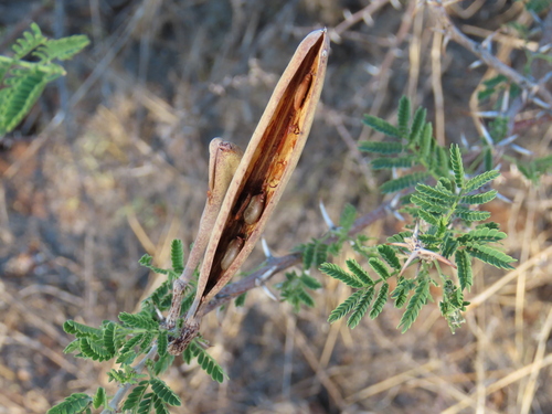 Image of Vachellia hebeclada by no rights reserved