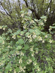 Ribes mescalerium